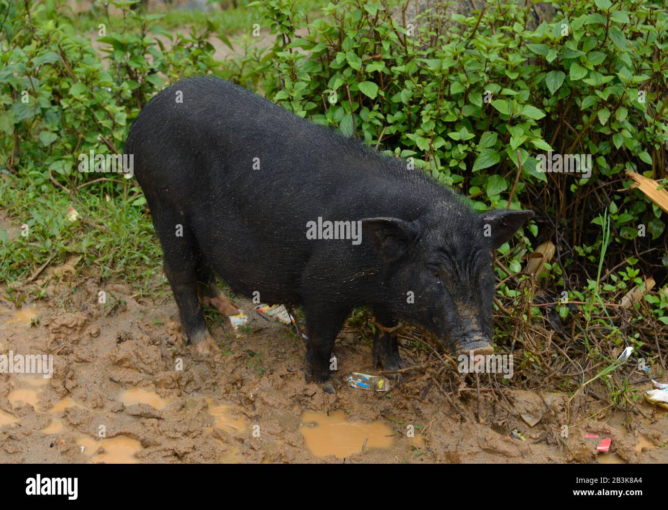 Hausschwein, Tha Pin, Vietnam Stock Photo