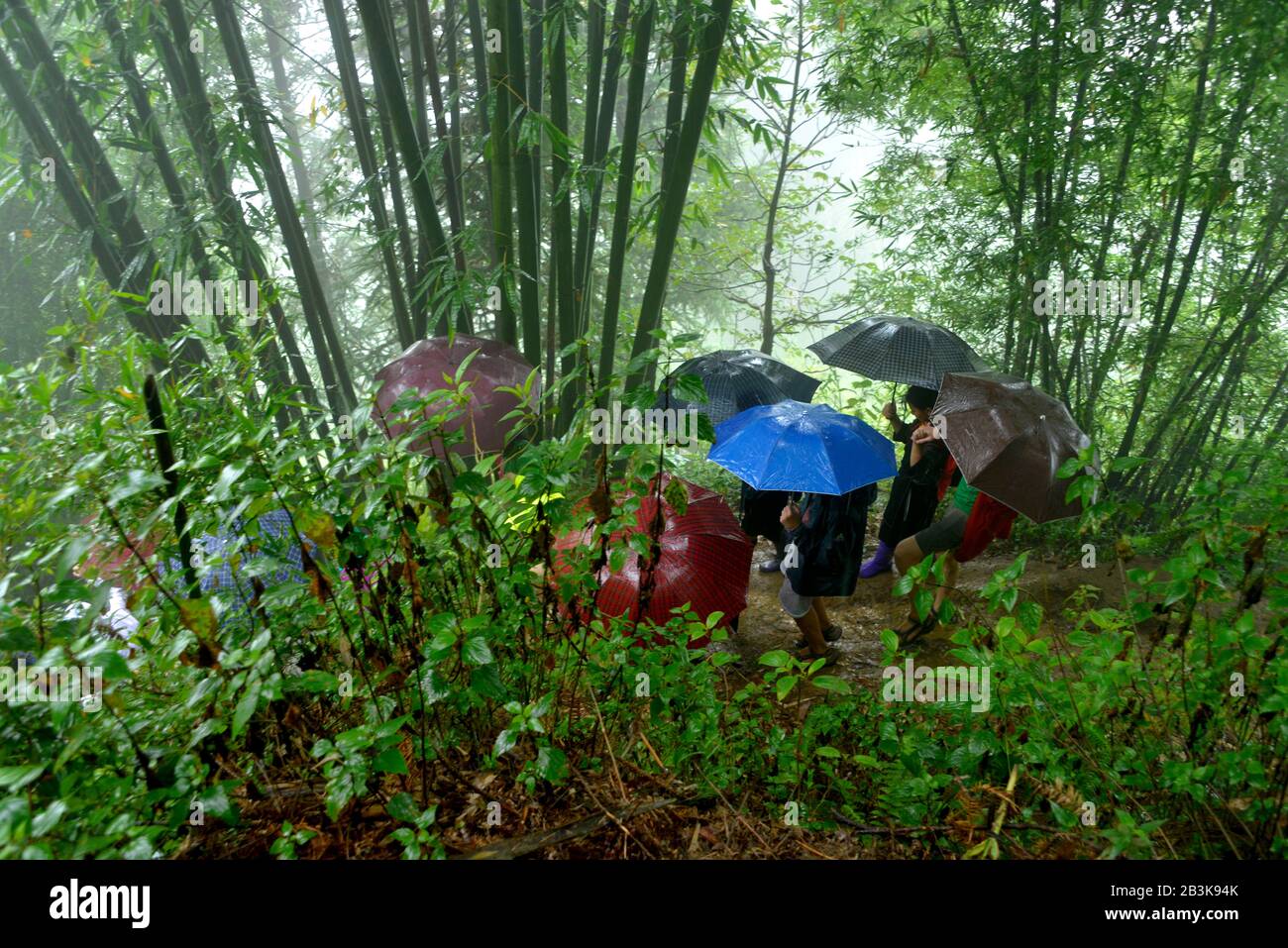 Wanderung, Bambuswald, Sa Pa, Vietnam Stock Photo