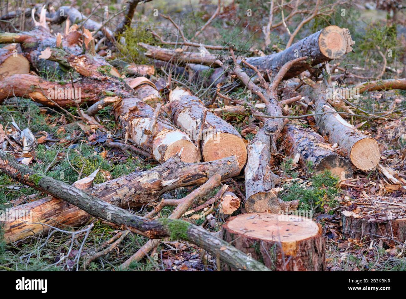 Landscape in the Franconian forest after forestry work because of pest infestation with parts of felled trees lying on the ground. Seen in Bavaria, Ge Stock Photo