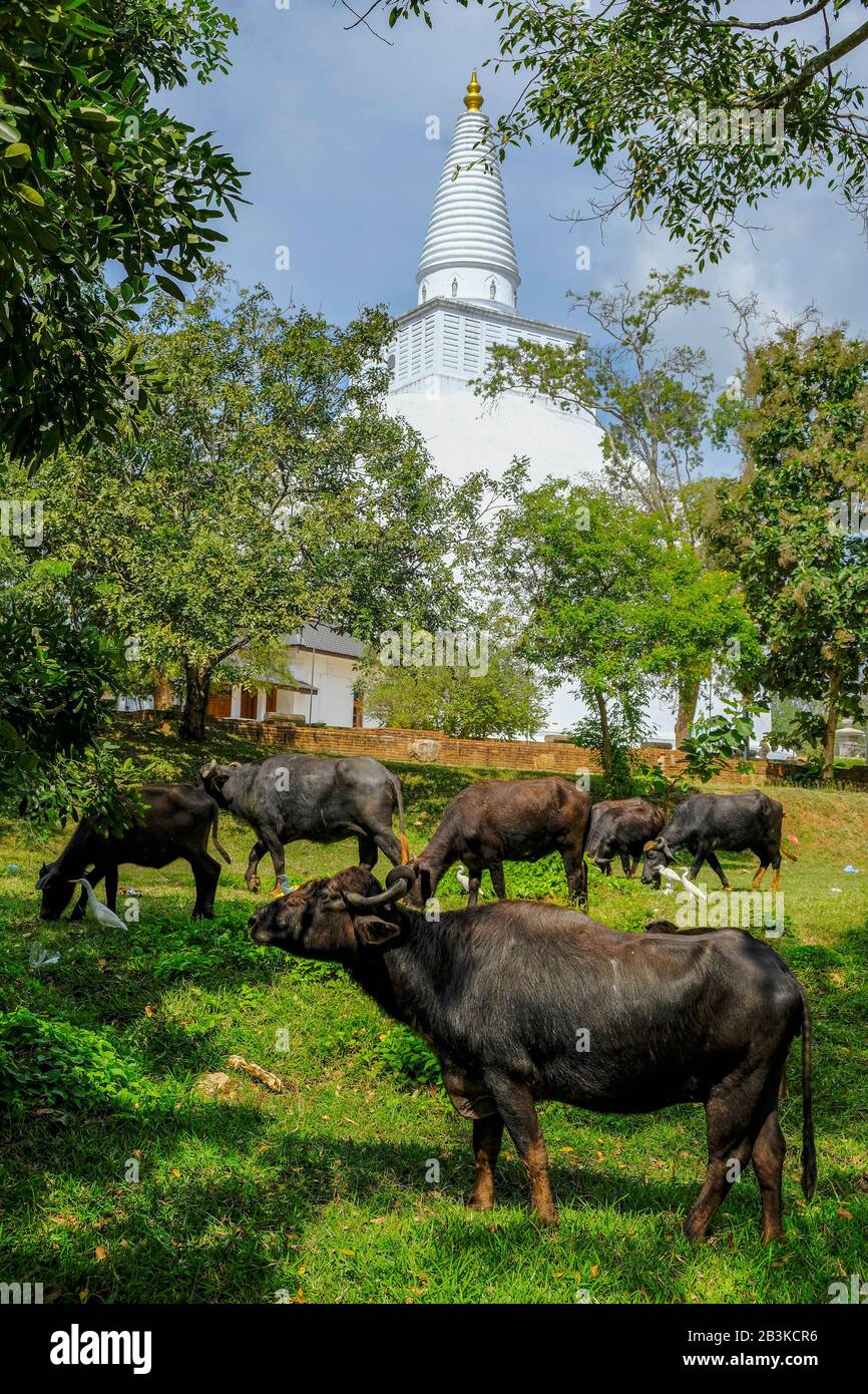 Anuradhapura, Sri Lanka - February 2020: Buffalos in front of the Buddhist stupa Mirisavatiya Dagoba on February 6, 2020 in Anuradhapura, Sri Lanka. Stock Photo