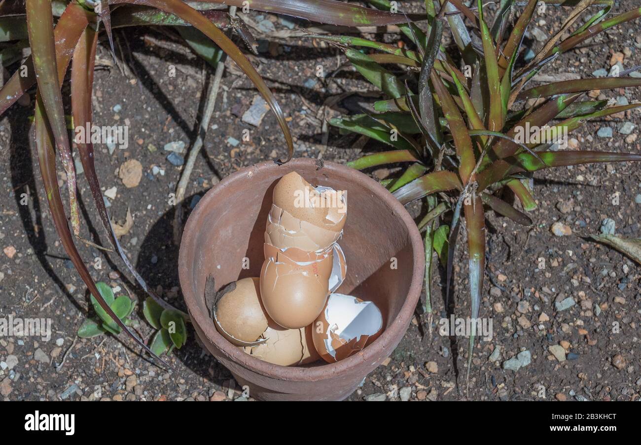 Egg shells to be crushed to make natural garden fertilizer image with copy space in horizontal format Stock Photo
