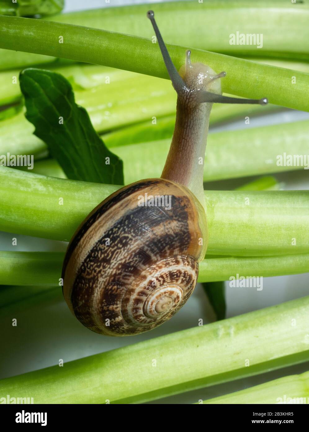 Italy, Helix Aspersa Muller, snail or common Italian snail Stock Photo