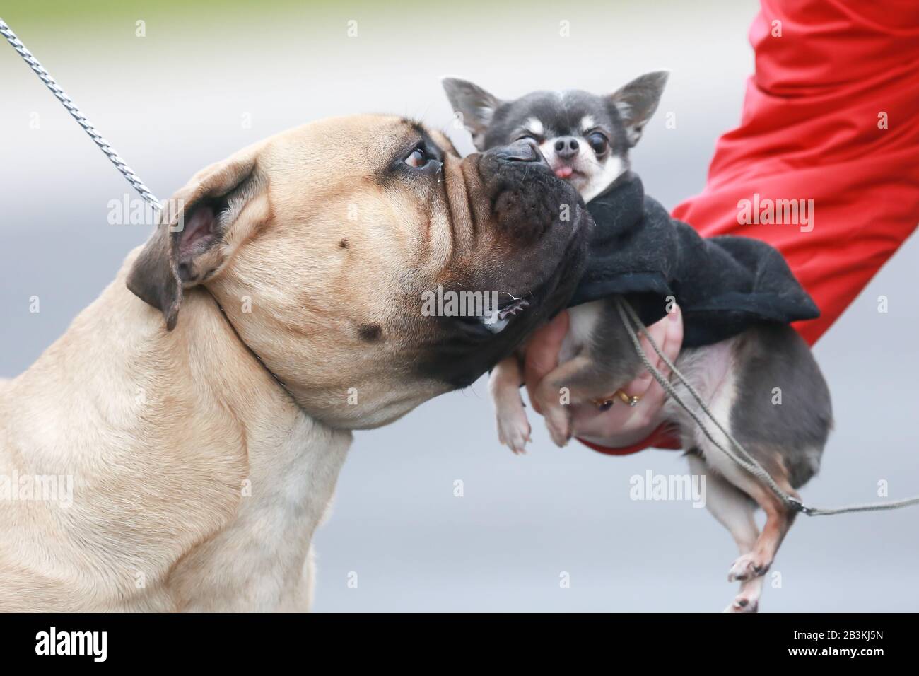 Birmingham NEC, UK. Dogs and their owners descend on the NEC Crufts 2020 show for Day One - Utility and Toy categories. A big dog makes friends with a rather nervous little dog. Credit: Peter Lopeman/Alamy Live News Stock Photo