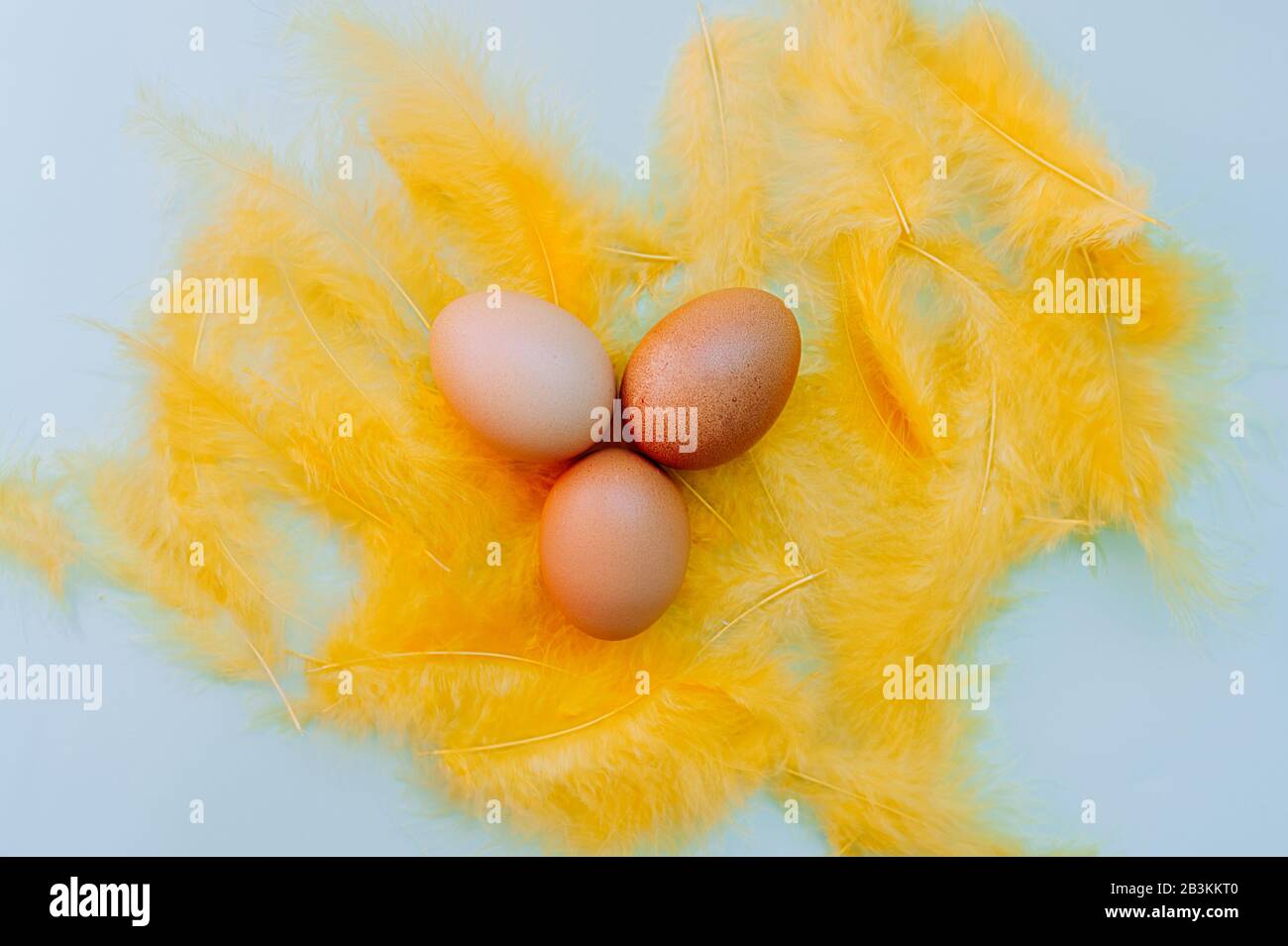 Three Plain chicken easter eggs with yellow fluffy feathers on a light blue background. Easter ready minimalism layout, flat lay Stock Photo