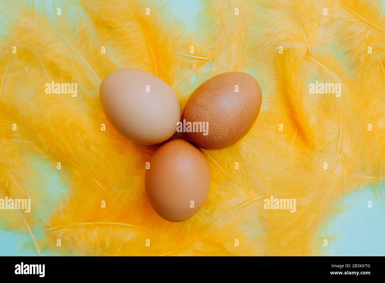 Three Plain chicken easter eggs with yellow fluffy feathers on a light blue background. Easter ready minimalism layout, flat lay Stock Photo