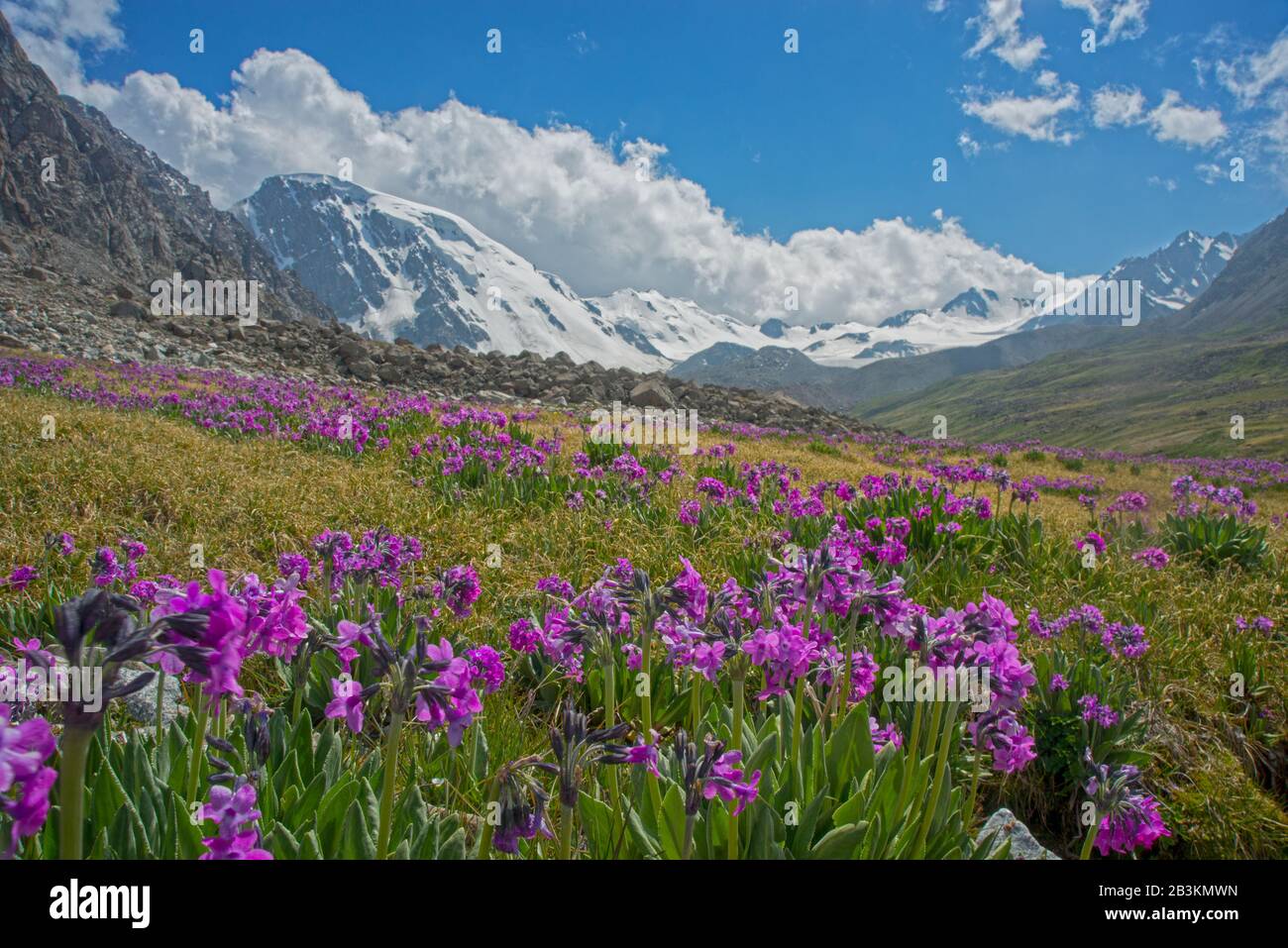Pink (violet) primula against the high mountains background. Season - spring or the first part of summer. Flowers - Primula turkestanica. Stock Photo