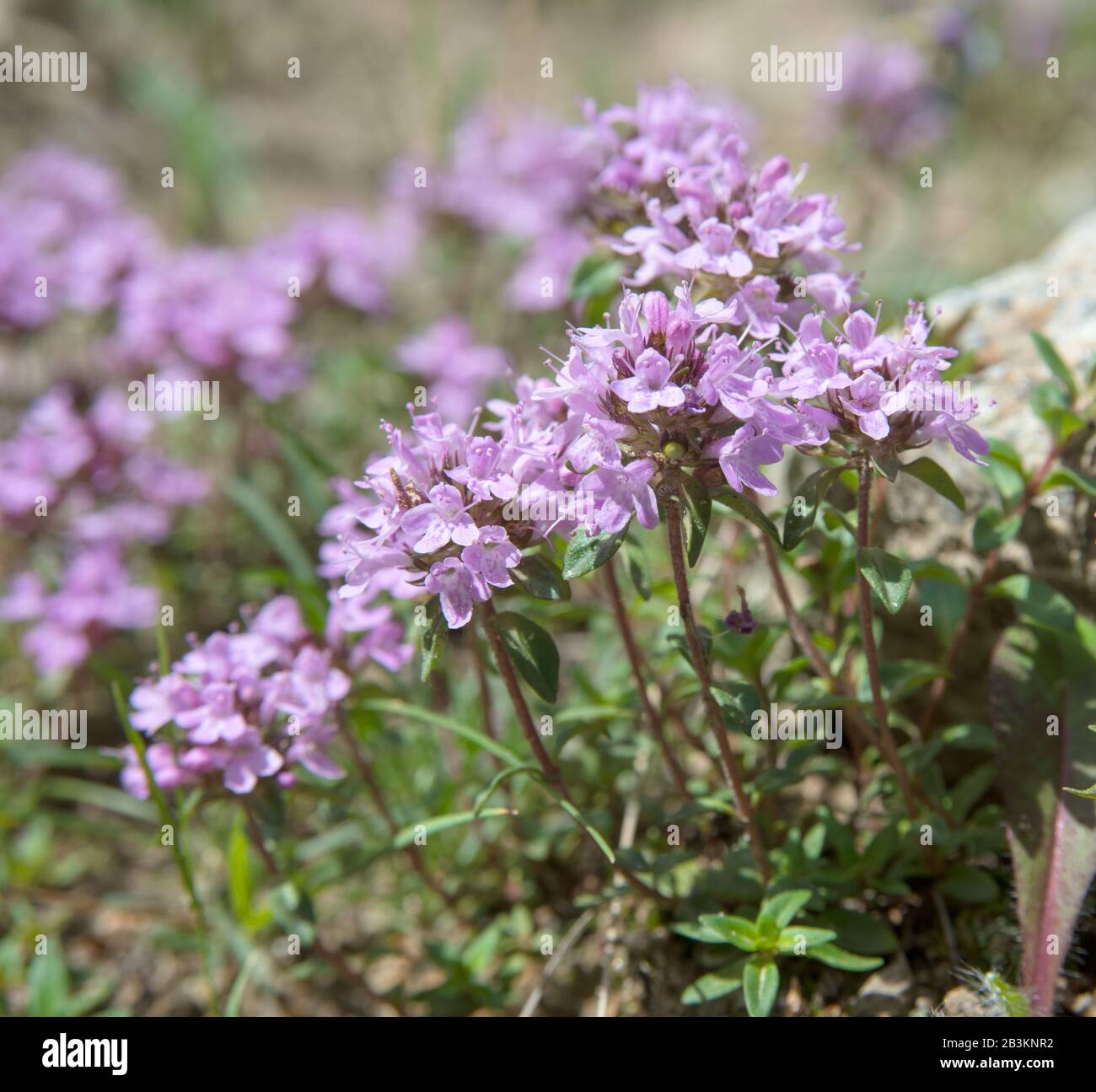 These flowers are thyme. Thyme is any of several species of culinary and medicinal herbs of the genus Thymus, most commonly Thymus vulgaris. Stock Photo