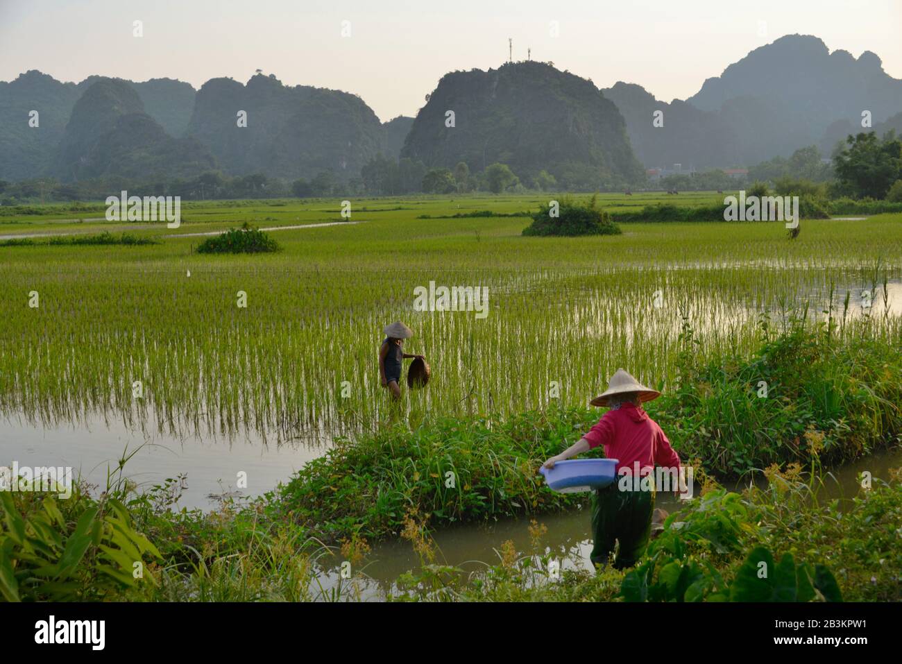 Reisanbau, Ninh Binh , Vietnam Stock Photo