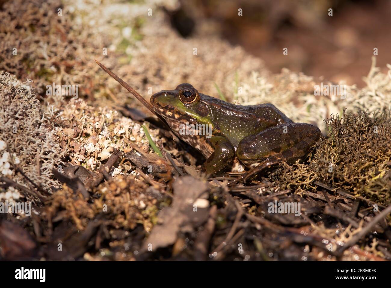 Iberian frog Stock Photo