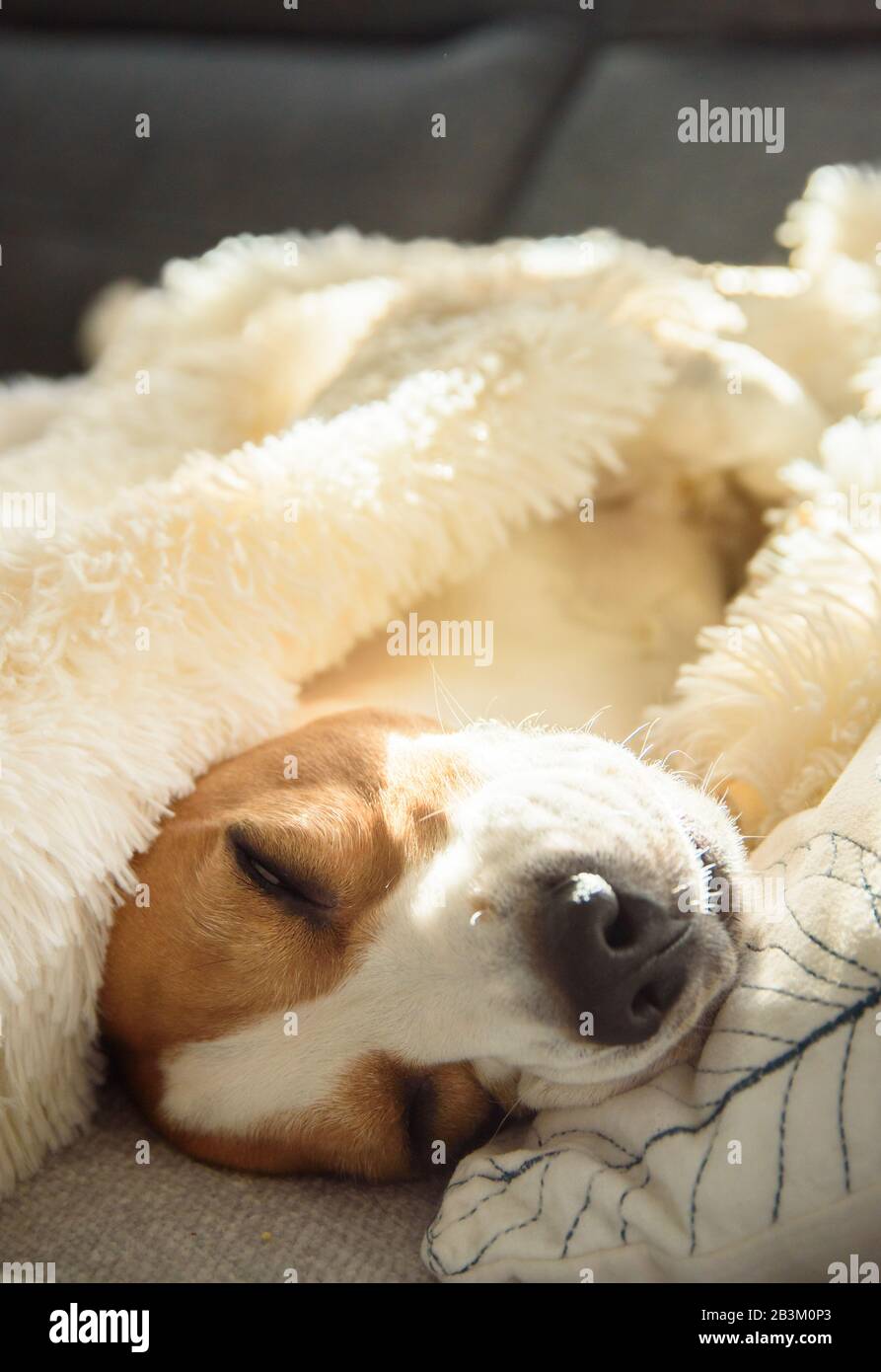 Funny beagle dog sleeps on a sofa under blanket. Selective focus, Shallow deph of field background. Stock Photo