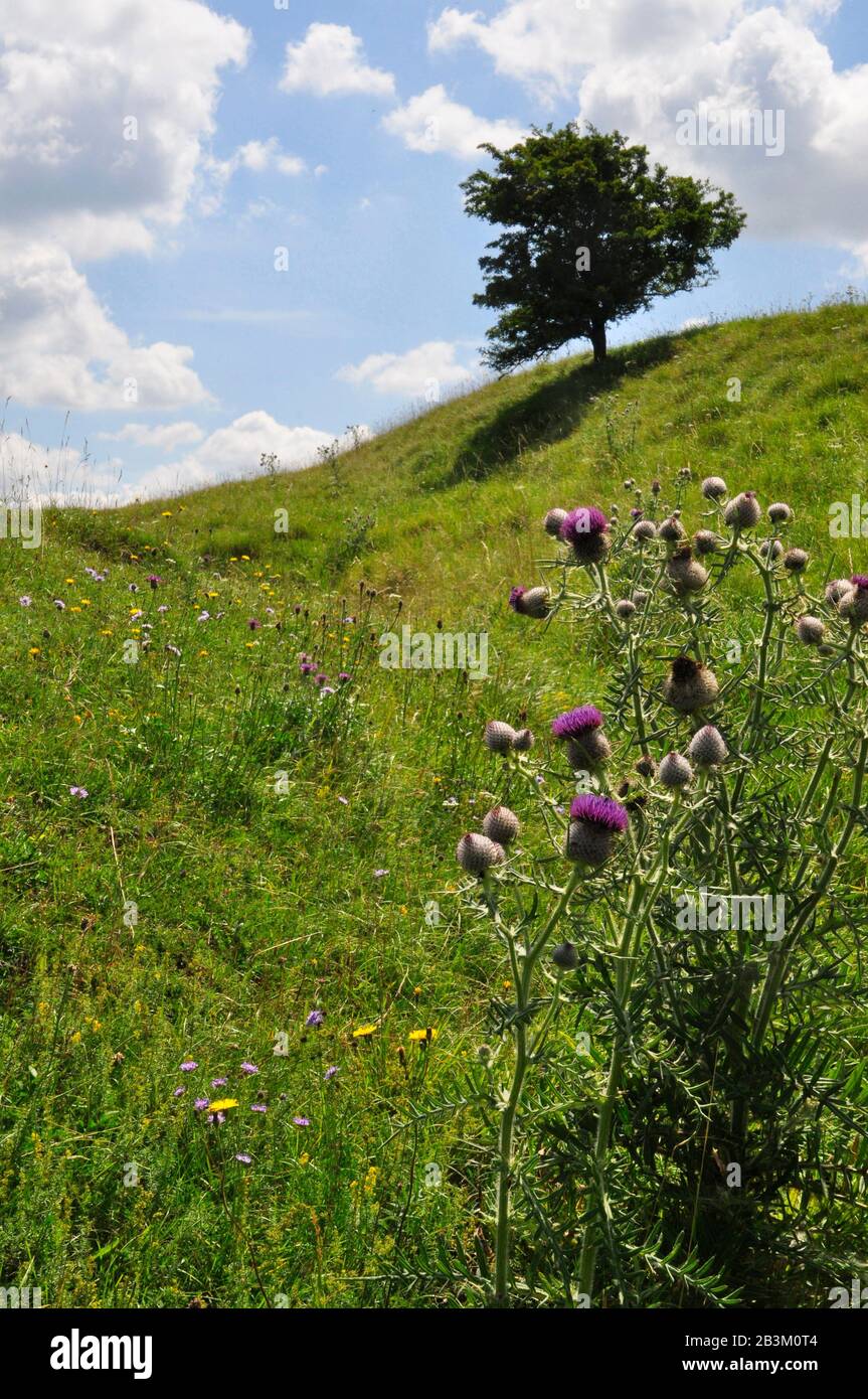 Landscape with Woolly Thistle,'Cirsium eriophorum' on limestone grasslands,Wiltshire,UK Stock Photo
