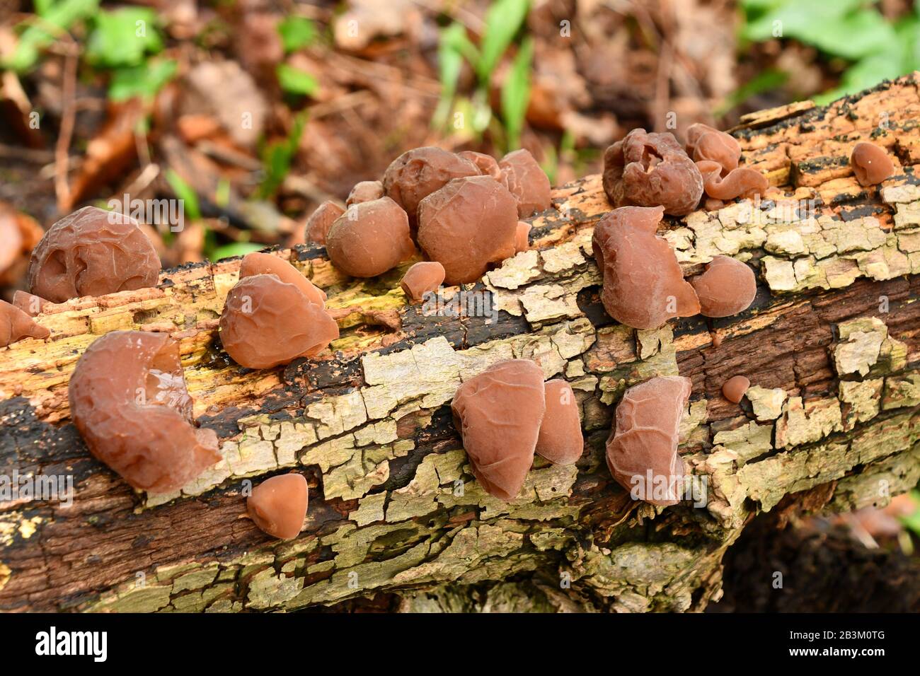 Jew's Ear,'Auricularia auricula-judae',Jelly Fungus family, grows on dead or dying wood. Stock Photo