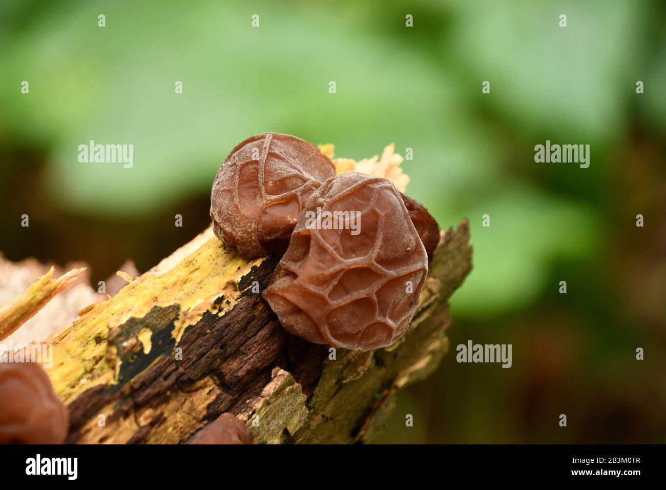 Jew's Ear,'Auricularia auricula-judae',Jelly Fungus family, grows on dead or dying wood. Stock Photo