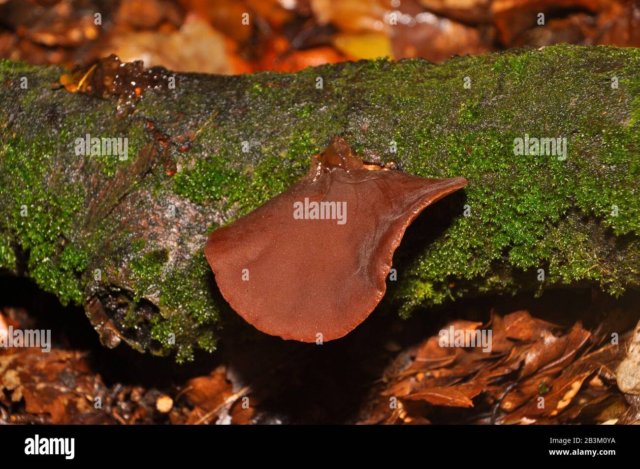 Jew's Ear,'Auricularia auriculajudae',Jelly Fungus family, grows on dead or dying wood Stock