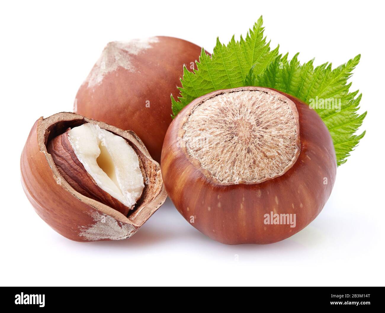 Fat hazel hires stock photography and images Alamy