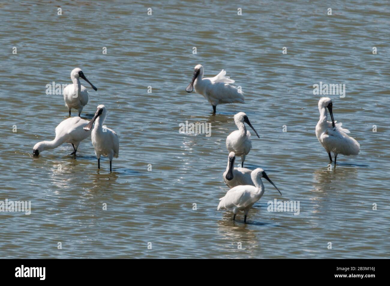 Royal spoonbill spoonbills hi-res stock photography and images - Alamy
