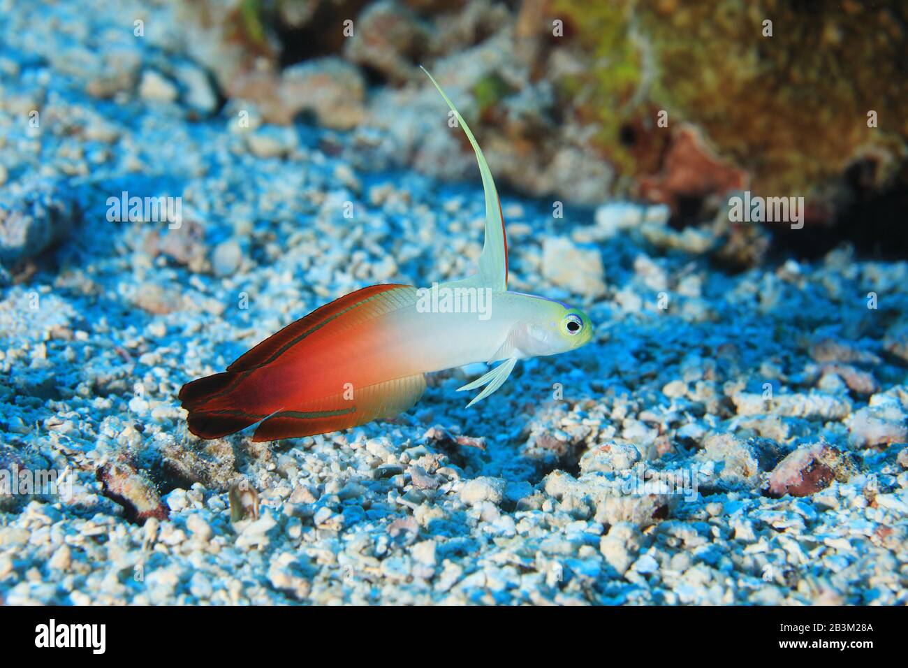 Fire goby fish (Nemateleotris magnifica) underwater in the tropical ...