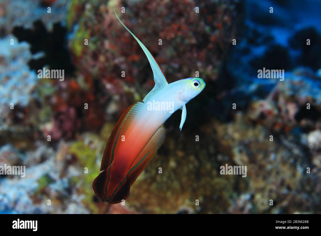Fire goby fish (Nemateleotris magnifica) underwater in the tropical ...