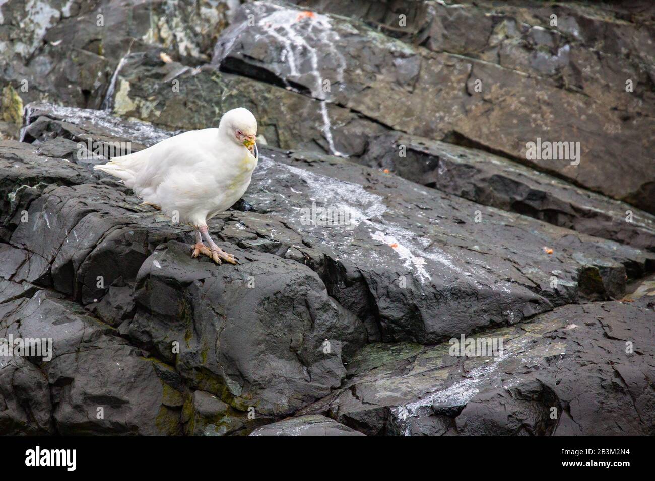 Snowy sheathbill (Chionis alba or Chionis albus). This stocky bird is a
