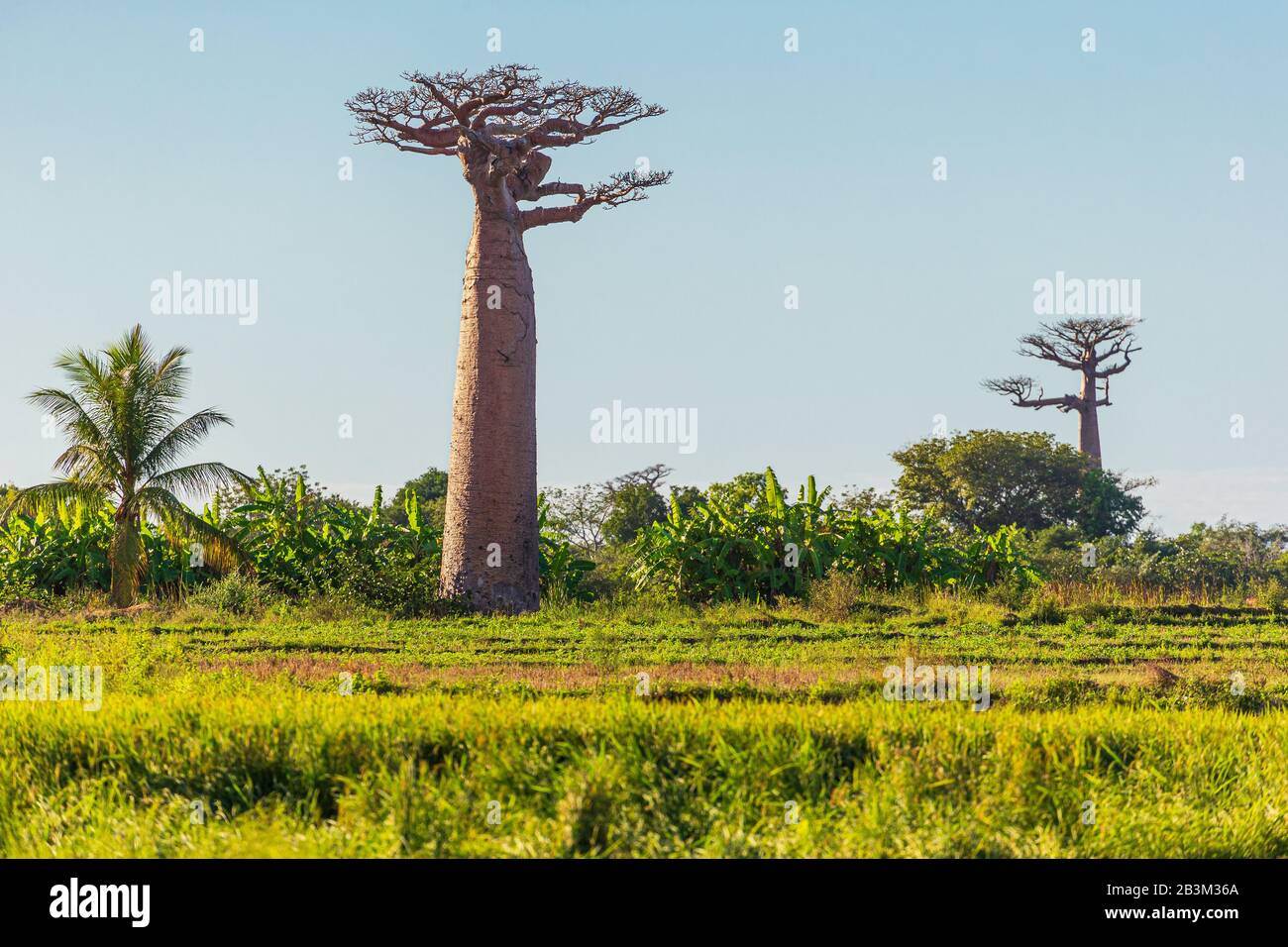 Old baobab tree hires stock photography and images Alamy