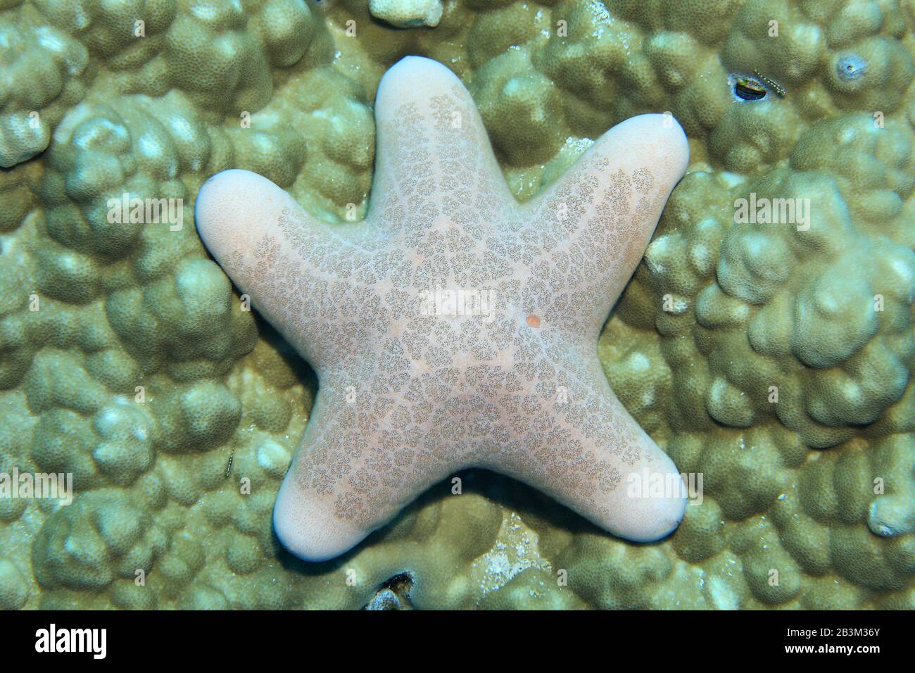 Granular sea star (Choriaster granulatus) underwater in the coral reef of the indian ocean Stock Photo