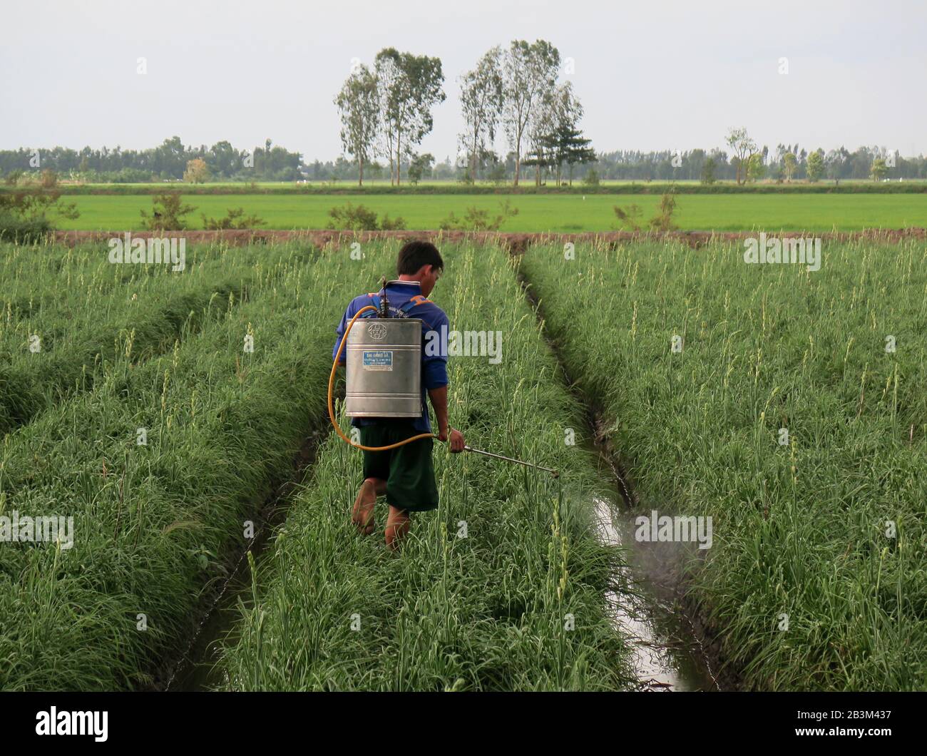 Spritzen, Unkrautvernichtung, Blumenbeet, Mekongdelta, Vietnam Stock Photo