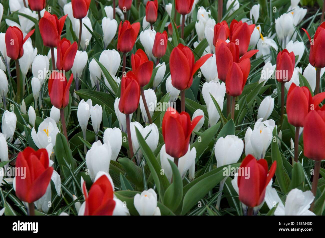 This is mosaic of red tulips and white crocuses. Such disign is characteristic for Holland parks. Stock Photo