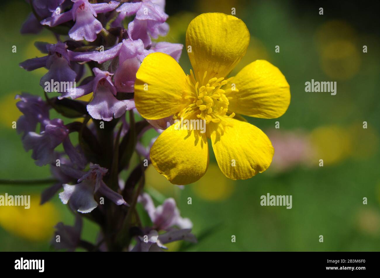 Wild orchids (dead man's finger; railwayorchis) and ranunculus are growing at grassy meadow. These 'flower duet' was appeared in Caucasus Mountains (G Stock Photo