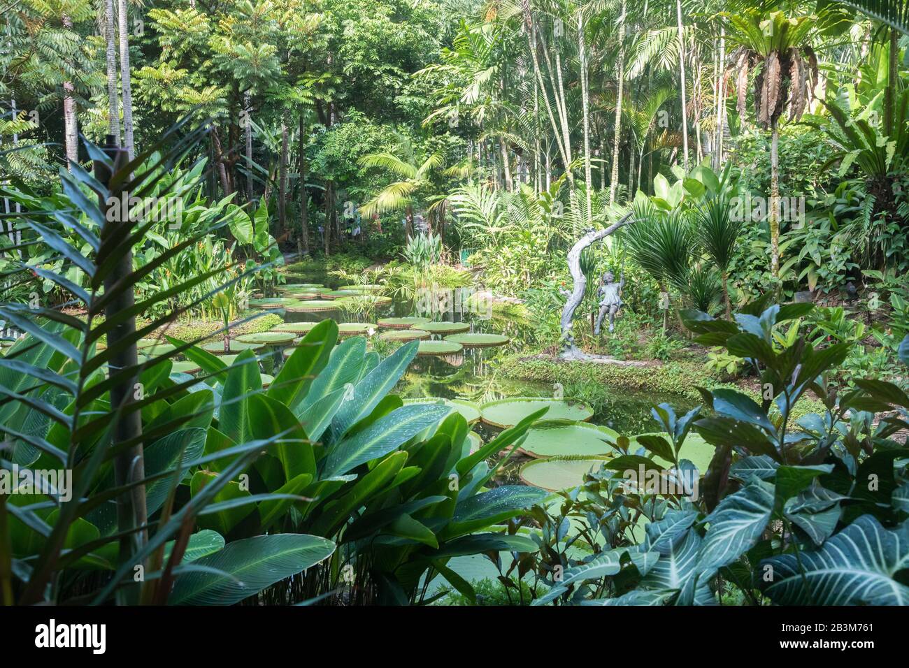 Ginger plants, Singapore Botanic Gardens Stock Photo