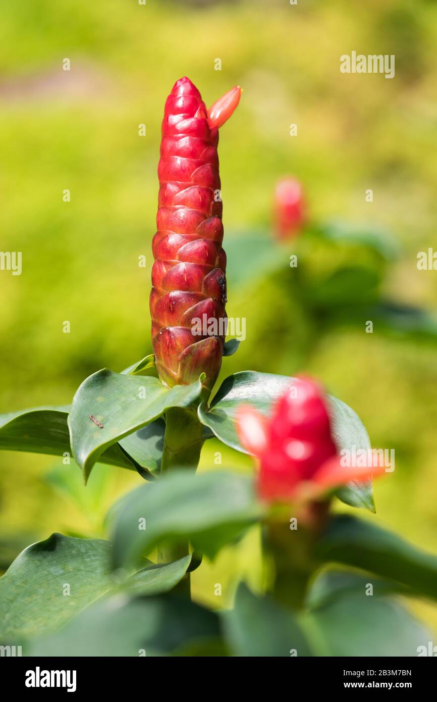 Ginger plants, Singapore Botanic Gardens Stock Photo Alamy