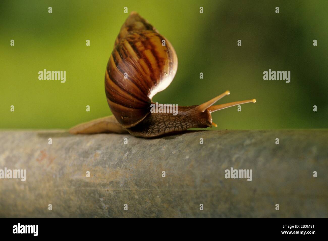 Insects, Snail, Gholvad, maharashtra, India, Asia Stock Photo Alamy
