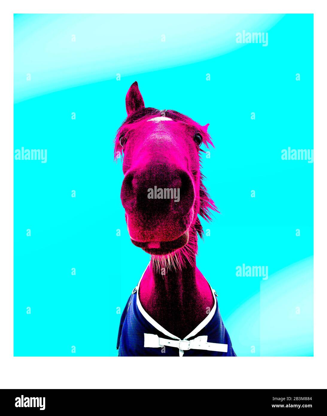 Dramatic wide angle of a horse looking down into the camera in a pop art style magenta, pink horse on a cyan coloured background --- Image by © Paul Cunningham Stock Photo