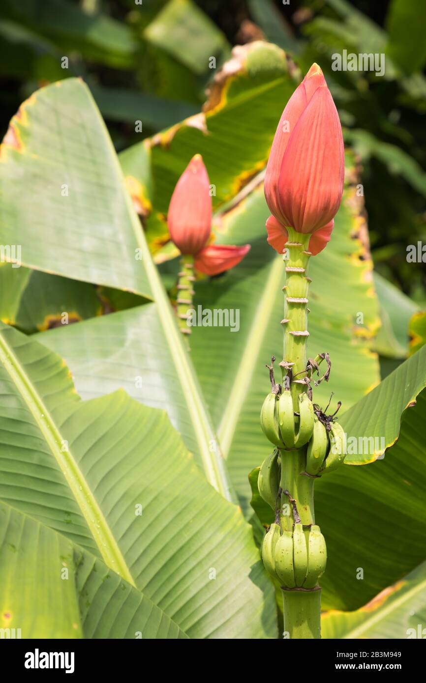 Ginger plants, Singapore Botanic Gardens Stock Photo - Alamy