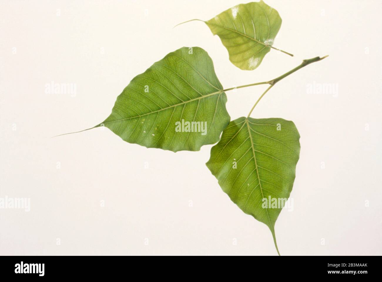 green leaves on white background Stock Photo