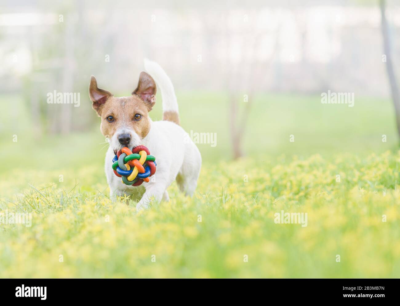 Happy funny dog running on spring flowers playing with toy ball Stock Photo