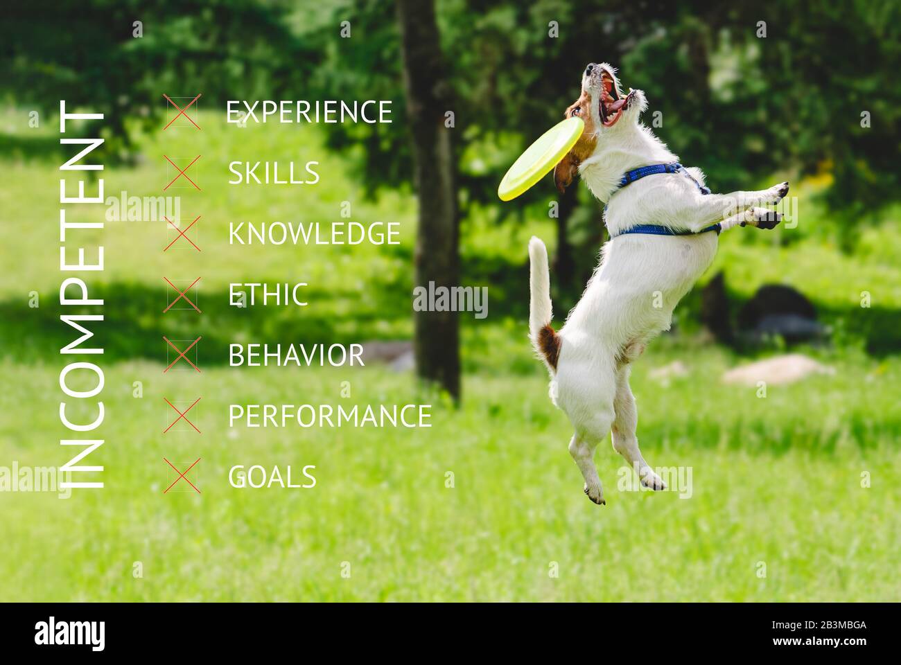 Humorous business concept about incompetence with dog failing to catch flying disk in jump Stock Photo