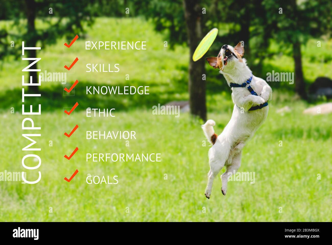 Humorous business concept about competence with dog catching flying disk in agile jump Stock Photo