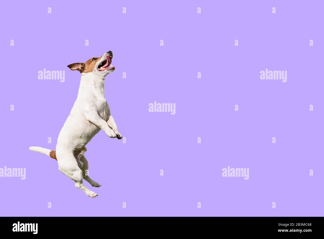 How High Should My Dog Jump In Agility