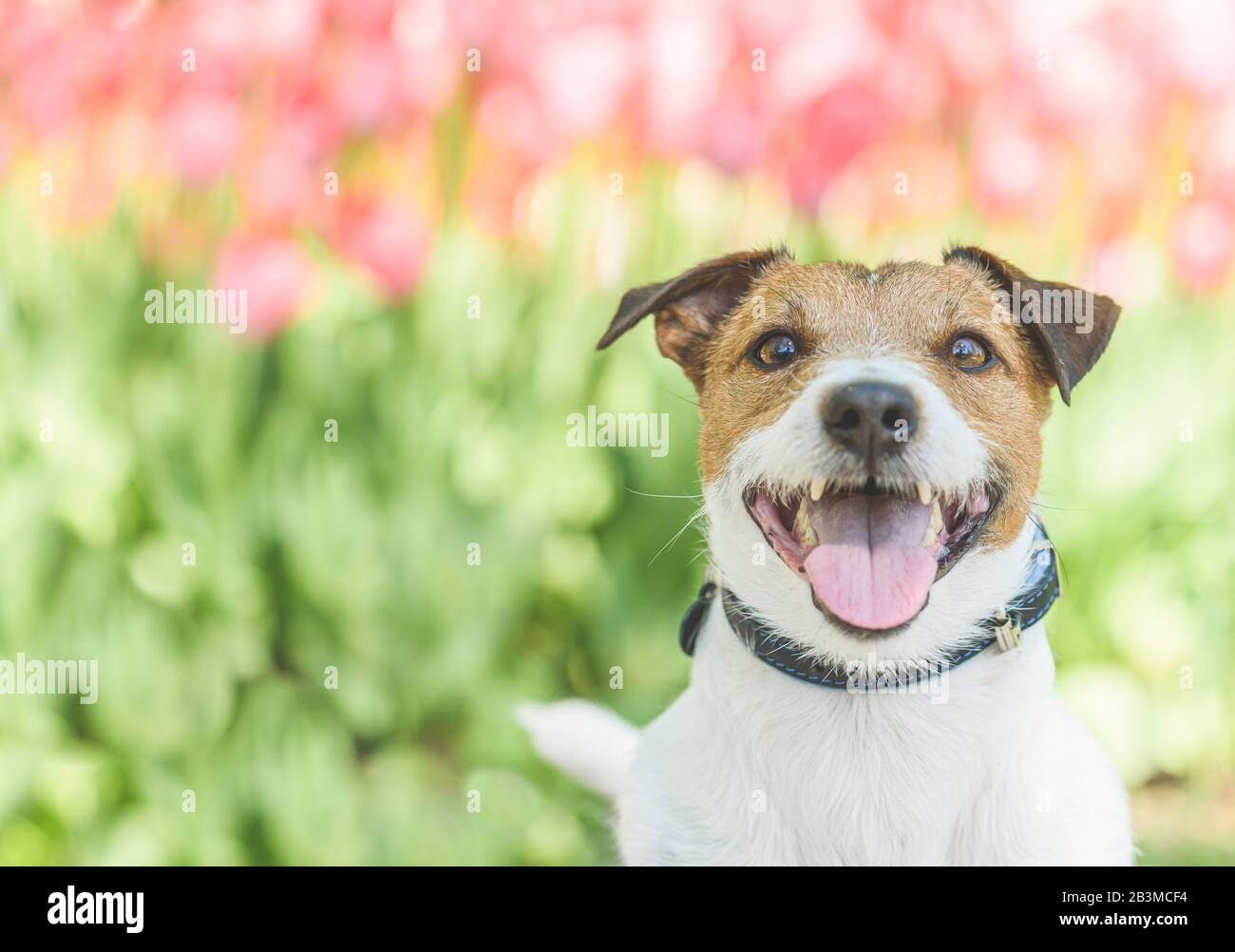 Hello spring concept with happy smiling pet dog walking in park Stock Photo