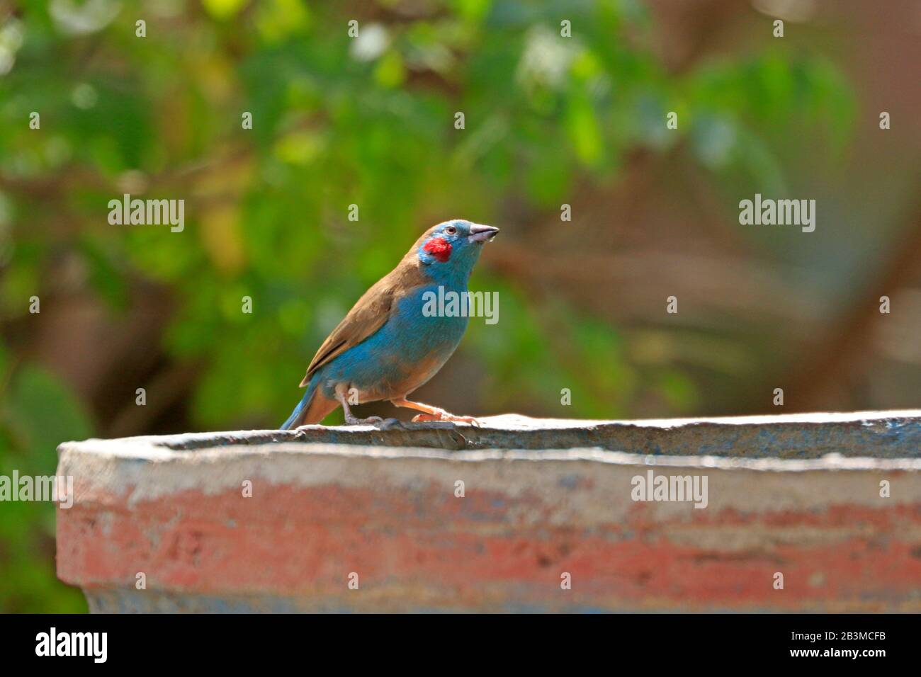 Male Red-cheeked Cordon-blue bird on a water trough Lalibela Ethiopia Stock Photo