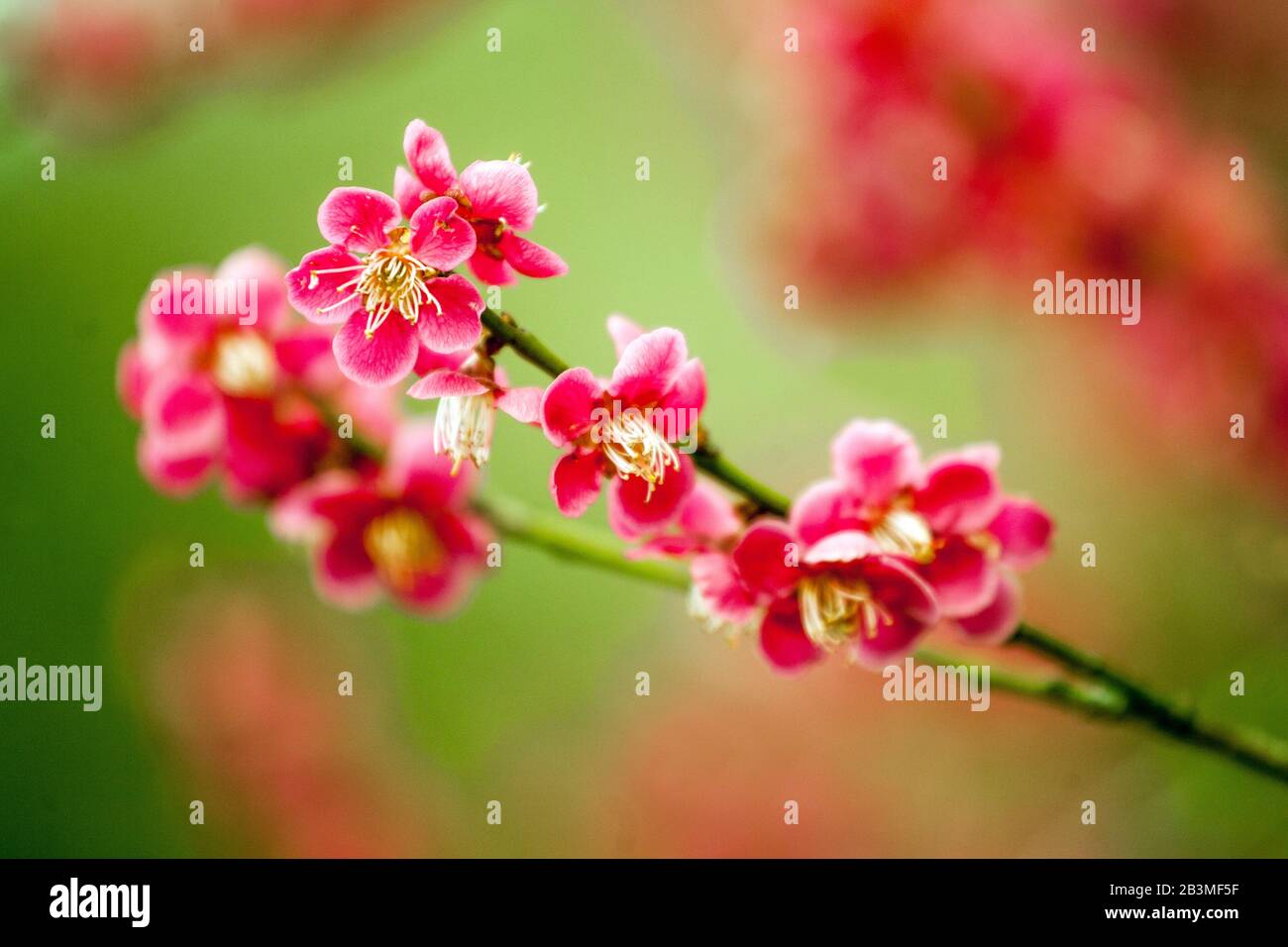 Prunus mume Beni-Chidori, pink blossoms march flowers blooming Stock Photo