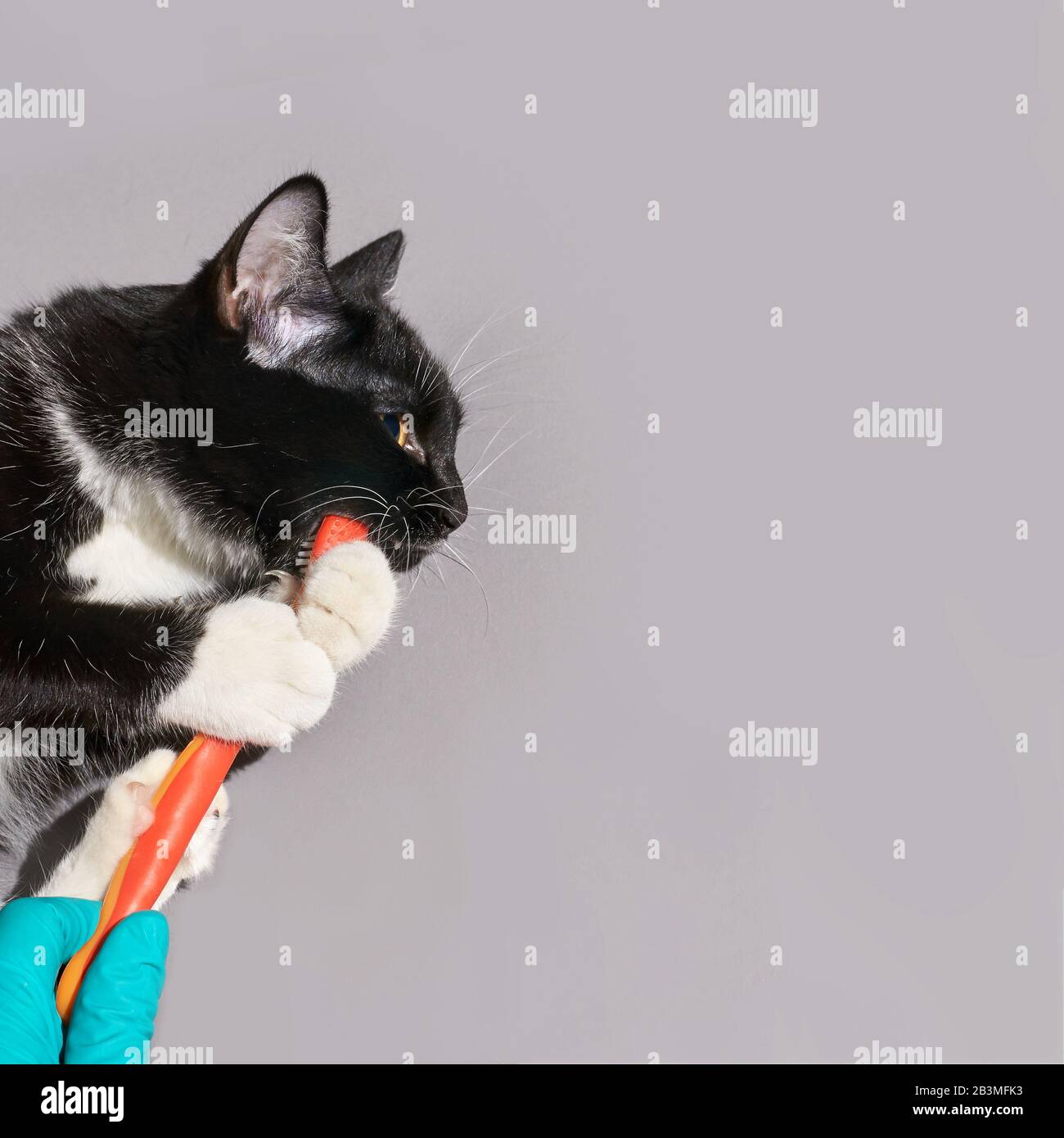 Black cat holding animal toothbrush Stock Photo Alamy