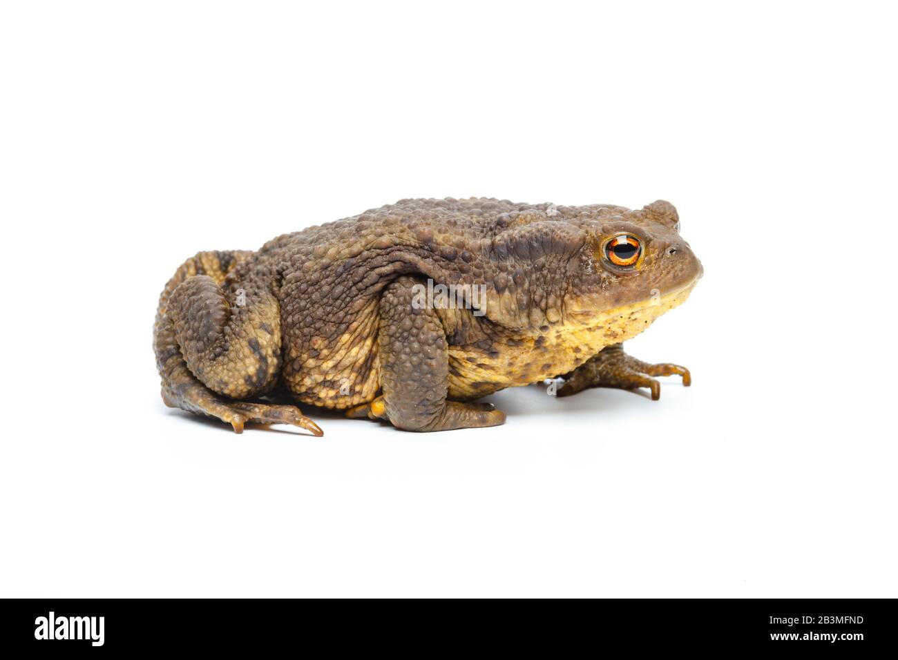 European Common Toad, Bufo bufo Stock Photo