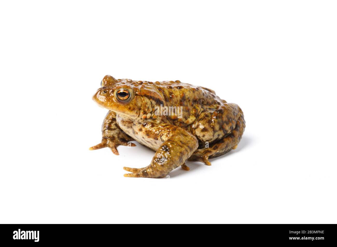 European Common Toad, Bufo bufo, on a white background. Gwent, Wales, UK Stock Photo