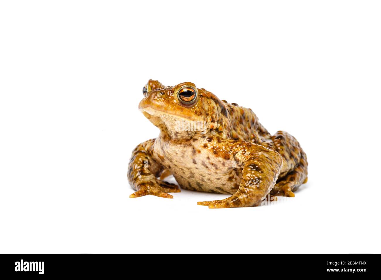 Common Toad, Bufo bufo, on a white background Stock Photo