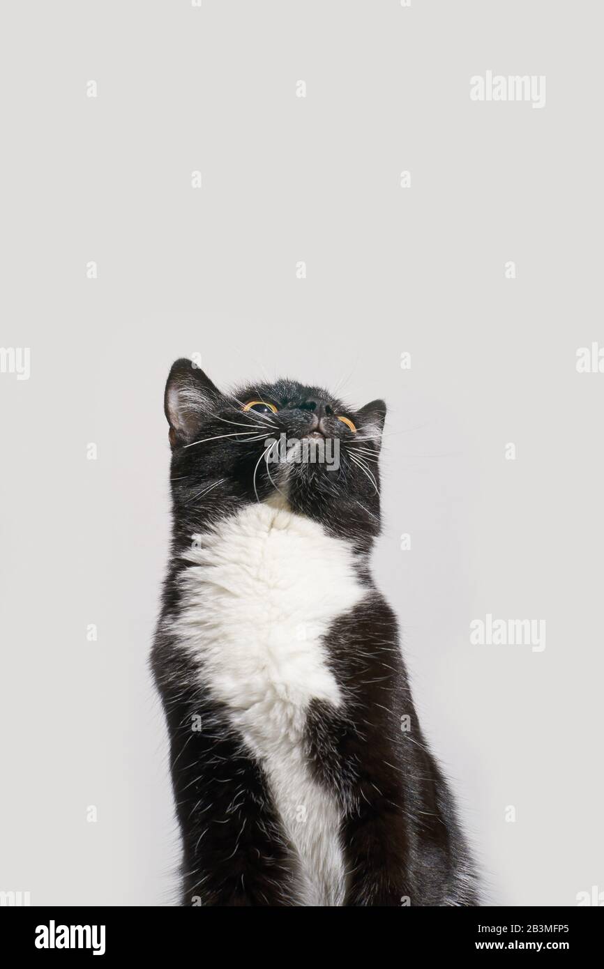 Black and white cat staring up. Grey background Stock Photo - Alamy