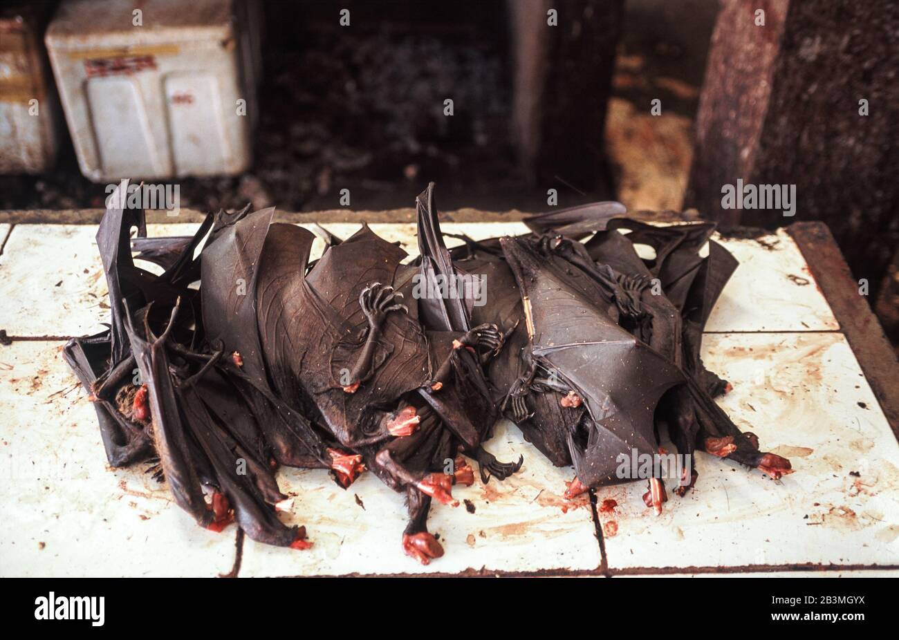 20.04.2009, Tomohon, Sulawesi, Indonesia, Asia - Roasted giant fruit bats or flying foxes are offered for consumption at the traditional Extreme Meat. Stock Photo