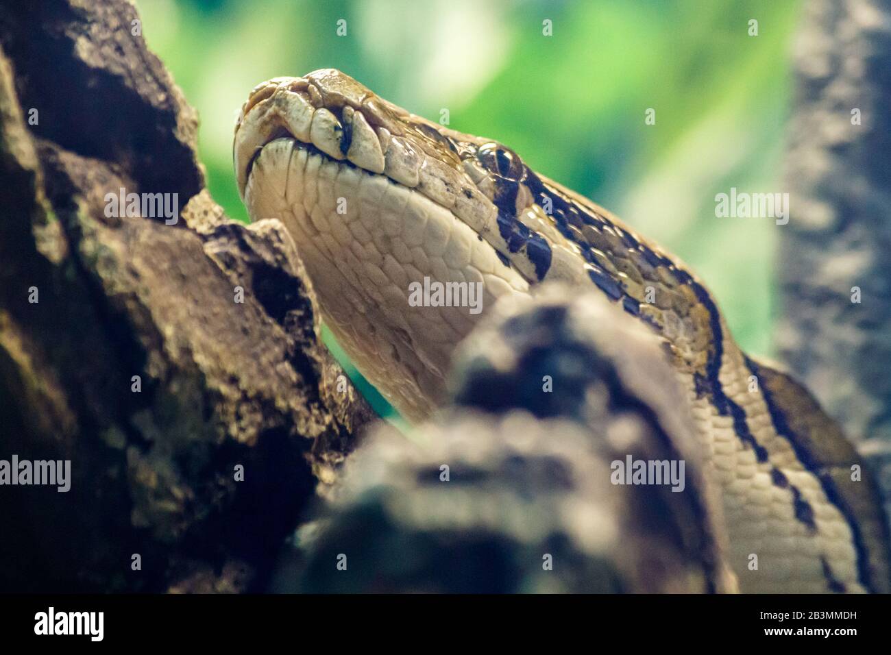 beautiful python head on a tree closeup outdoor Stock Photo - Alamy