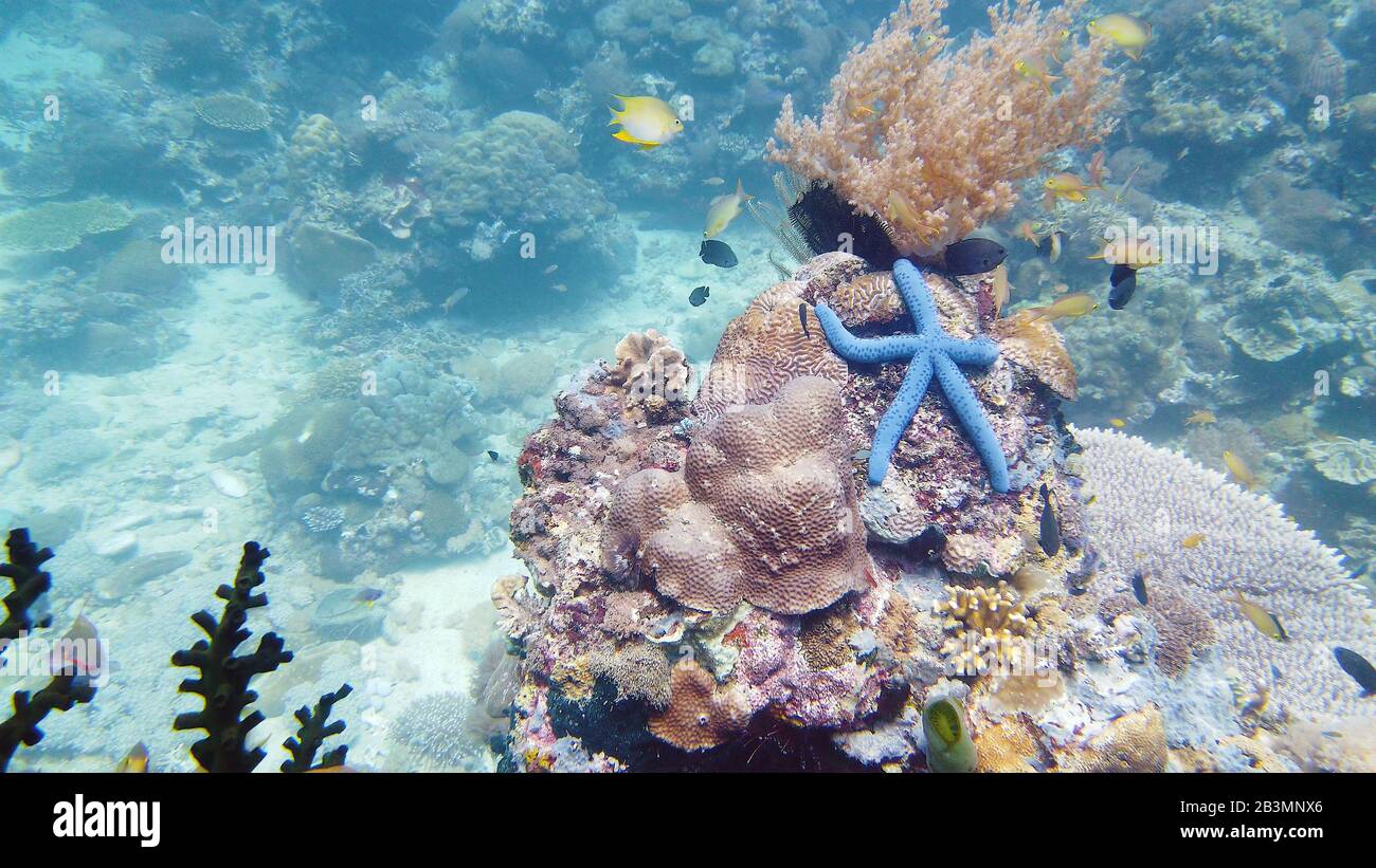 Blue starfish on a coral reef. A blue seastar Linkia laevigata clings to a diverse coral reef. Underwater fishes and corals. Leyte, Philippines. Stock Photo