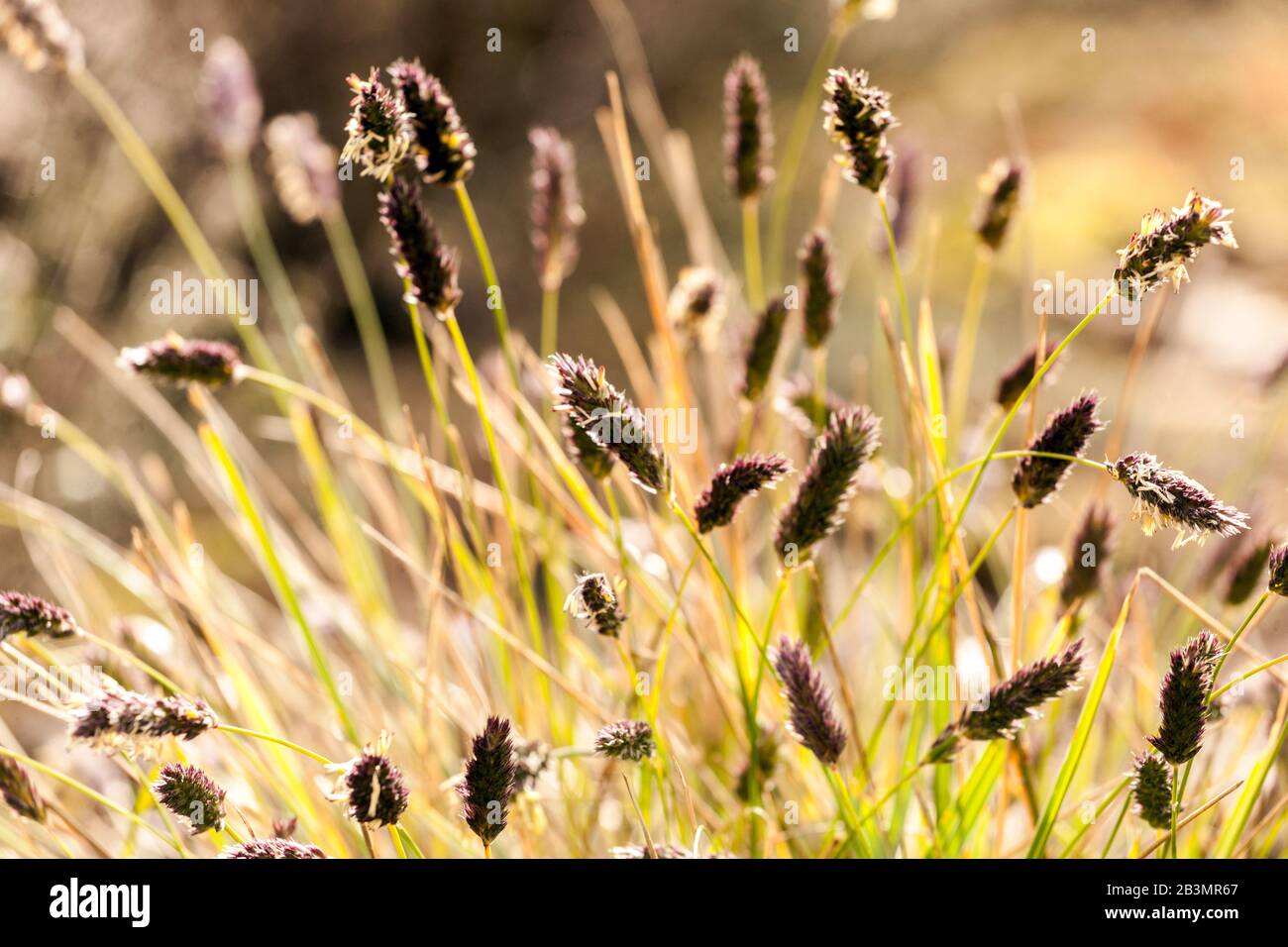 Sesleria tenuifolia, blooming blades of grass Stock Photo